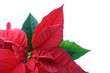 flor de natal