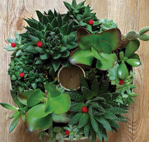 Coroa feita em plantas suculentas